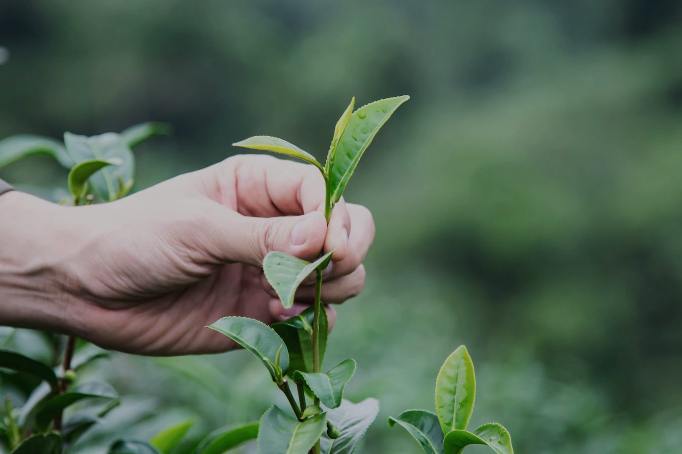 修水县大椿茶厂